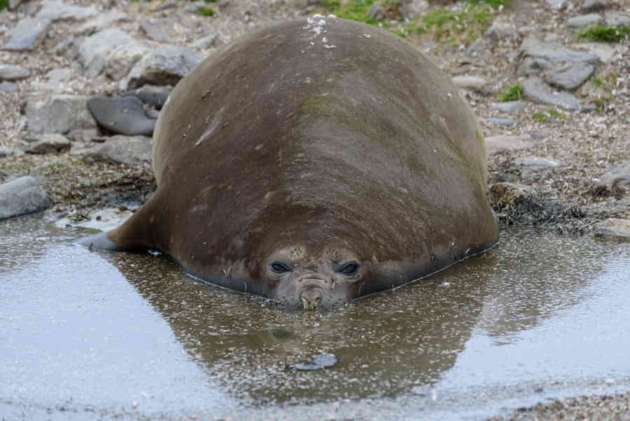 Elefante Marino - islas Georgias del Sur 10.jpg